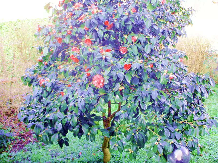 Immagine 4 di Villa in vendita  a Castelfranco Di Sotto