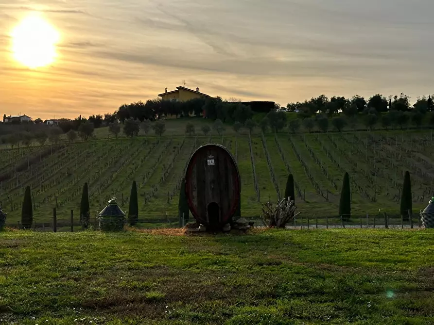 Immagine 3 di Azienda agricola in vendita  a Montecarlo