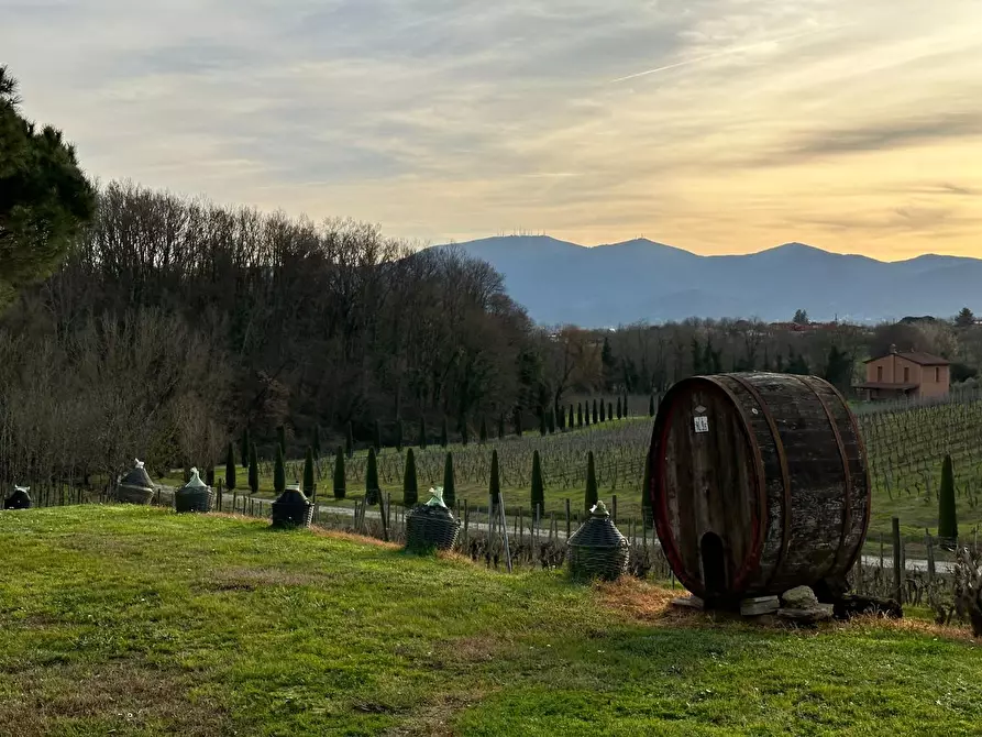 Immagine 5 di Azienda agricola in vendita  a Montecarlo