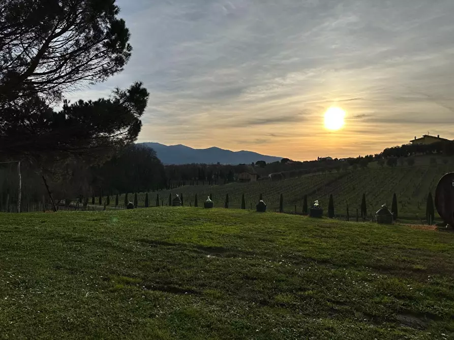 Immagine 34 di Azienda agricola in vendita  a Montecarlo