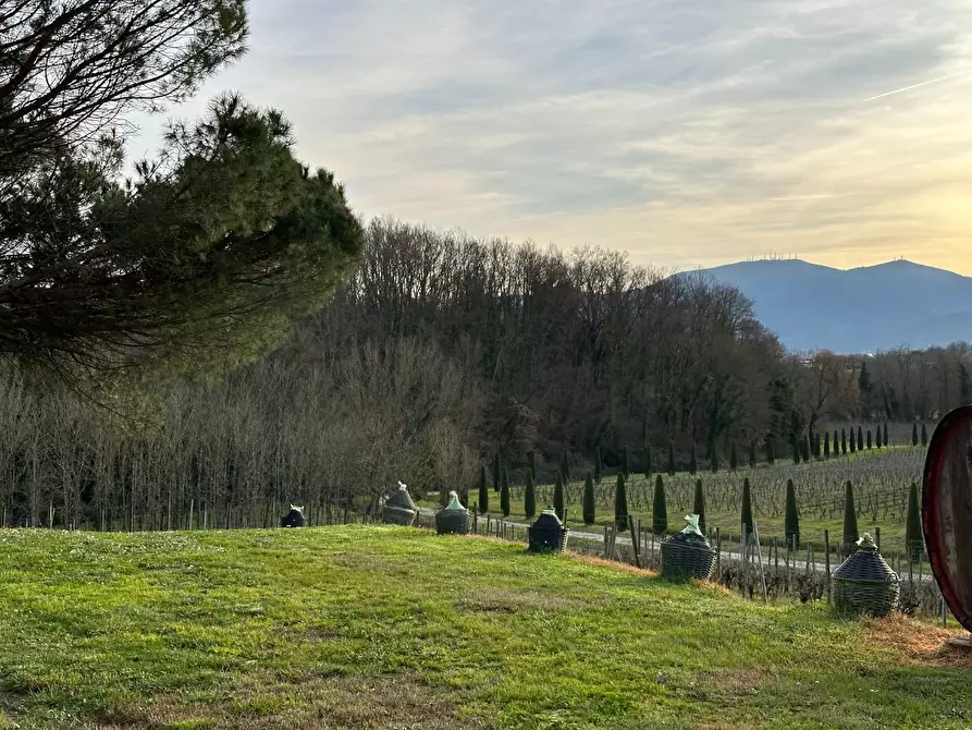 Immagine 39 di Azienda agricola in vendita  a Montecarlo