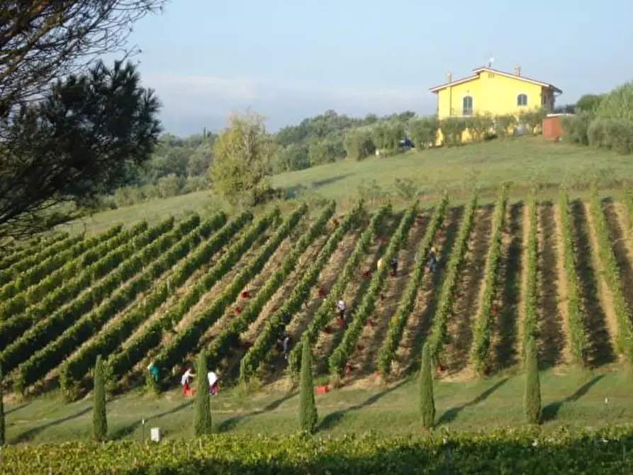 Immagine 6 di Azienda agricola in vendita  a Montecarlo