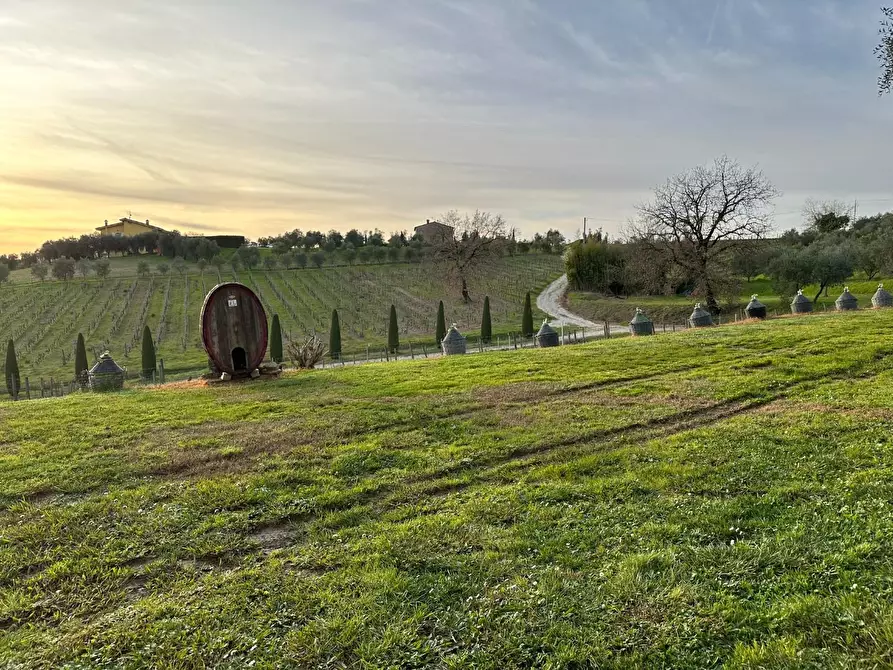 Immagine 35 di Azienda agricola in vendita  a Montecarlo