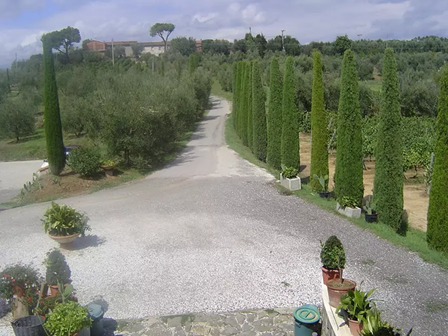 Immagine 42 di Azienda agricola in vendita  a Montecarlo
