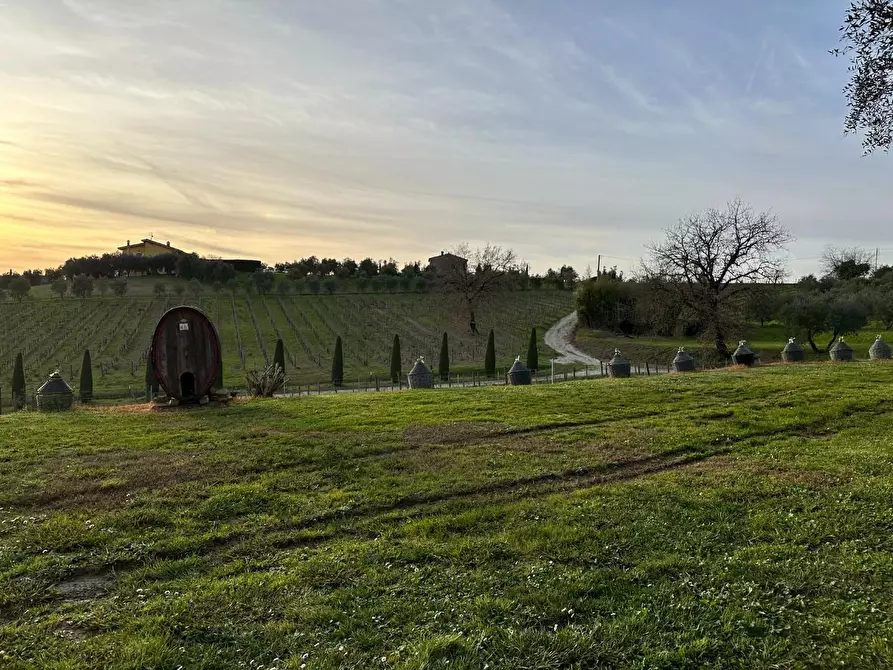 Immagine 33 di Azienda agricola in vendita  a Montecarlo