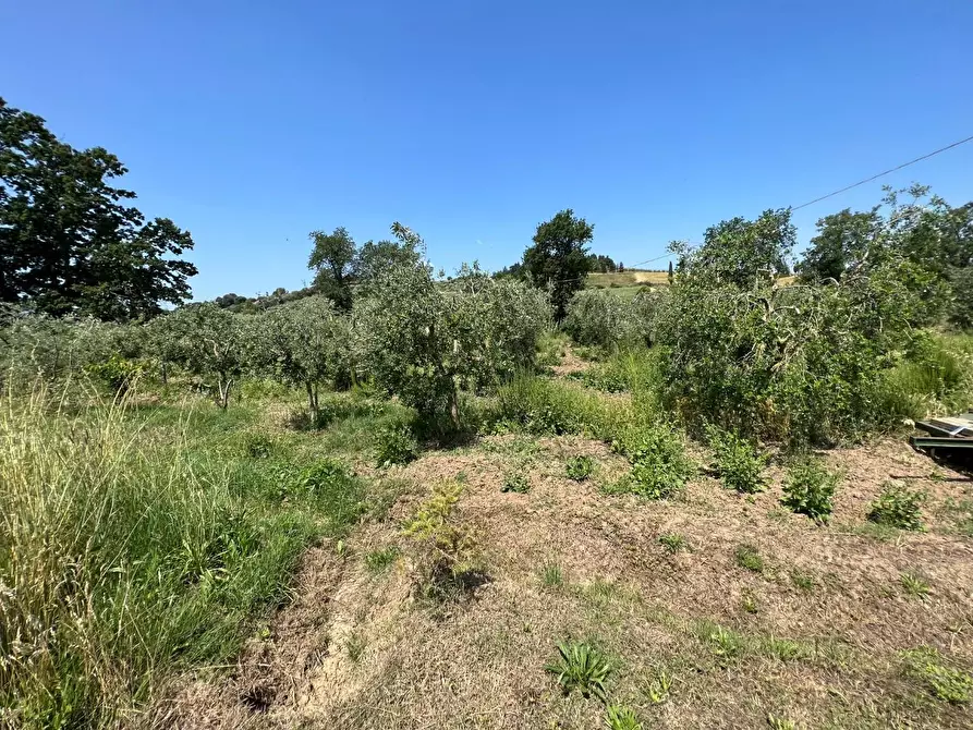 Immagine 6 di Terreno agricolo in vendita  a Bibbona