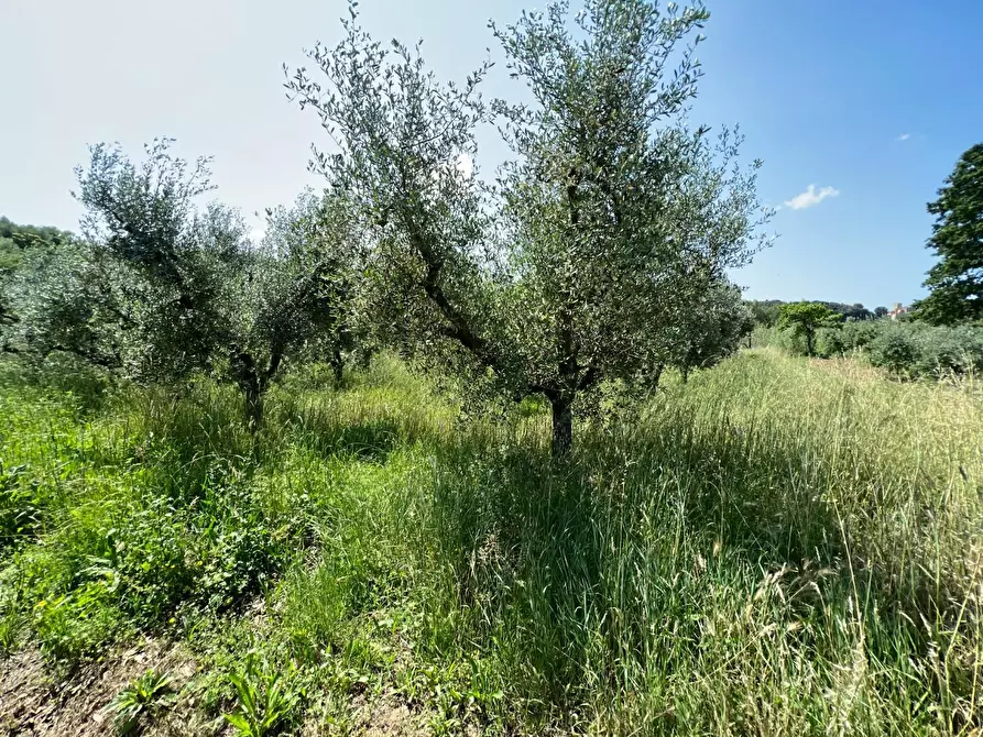 Immagine 7 di Terreno agricolo in vendita  a Bibbona
