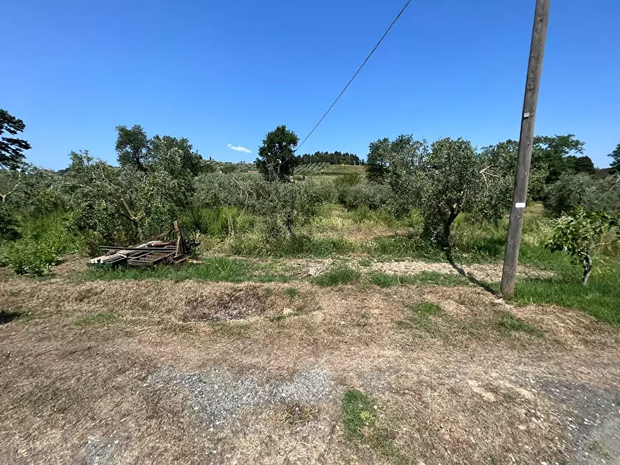Immagine 4 di Terreno agricolo in vendita  a Bibbona