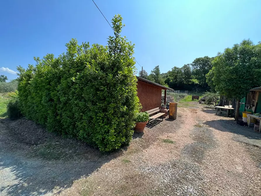 Immagine 5 di Terreno agricolo in vendita  a Bibbona