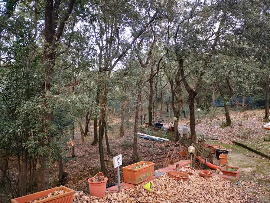Immagine 14 di Terreno agricolo in vendita  a Livorno