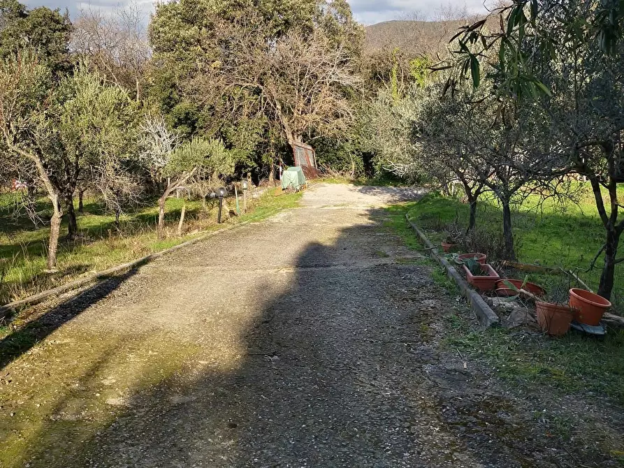 Immagine 9 di Terreno agricolo in vendita  a Livorno