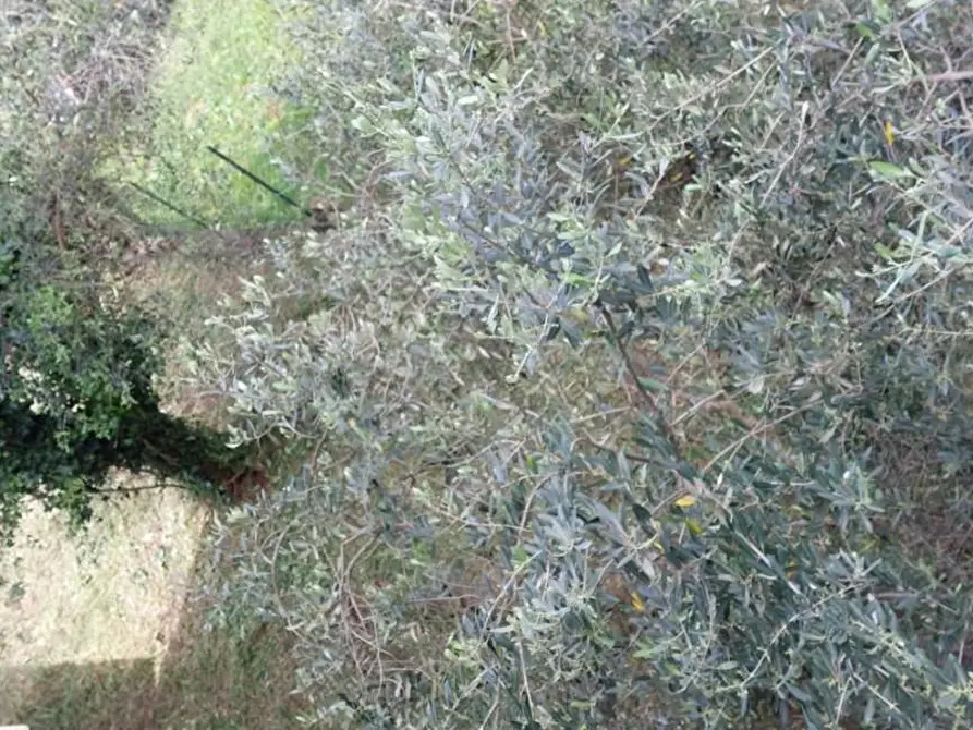 Immagine 60 di Villa in vendita  a Massarosa