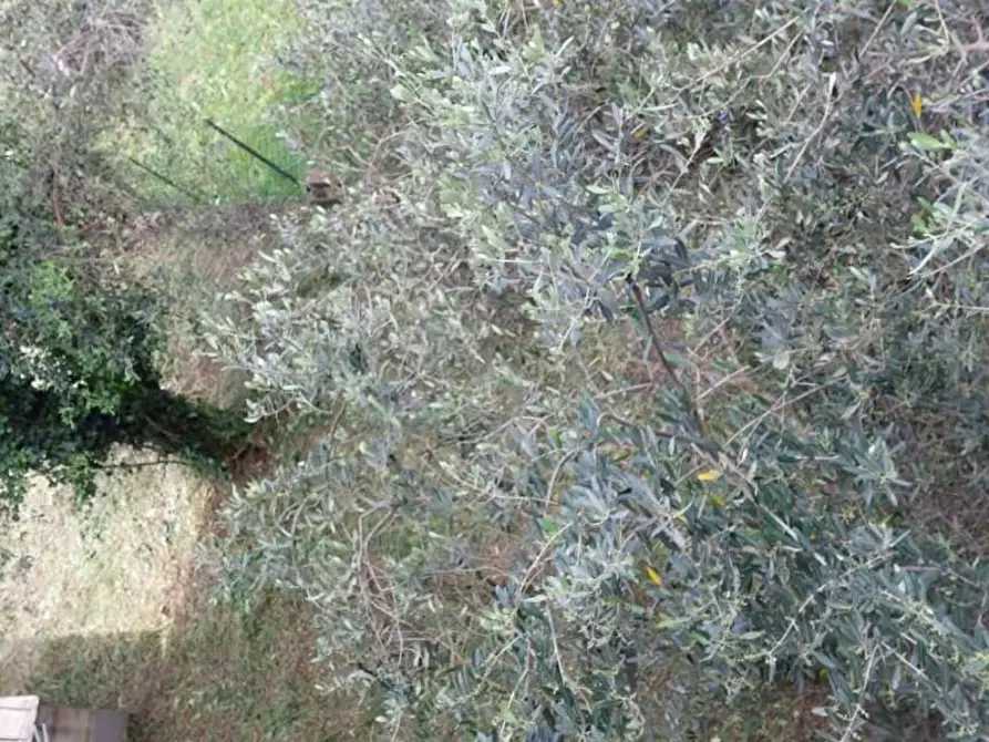 Immagine 58 di Villa in vendita  a Massarosa