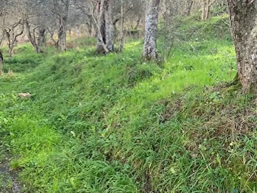 Immagine 1 di Terreno agricolo in vendita  a Calci