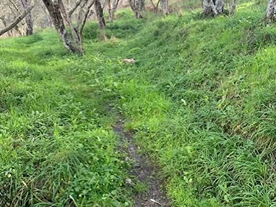 Immagine 2 di Terreno agricolo in vendita  a Calci
