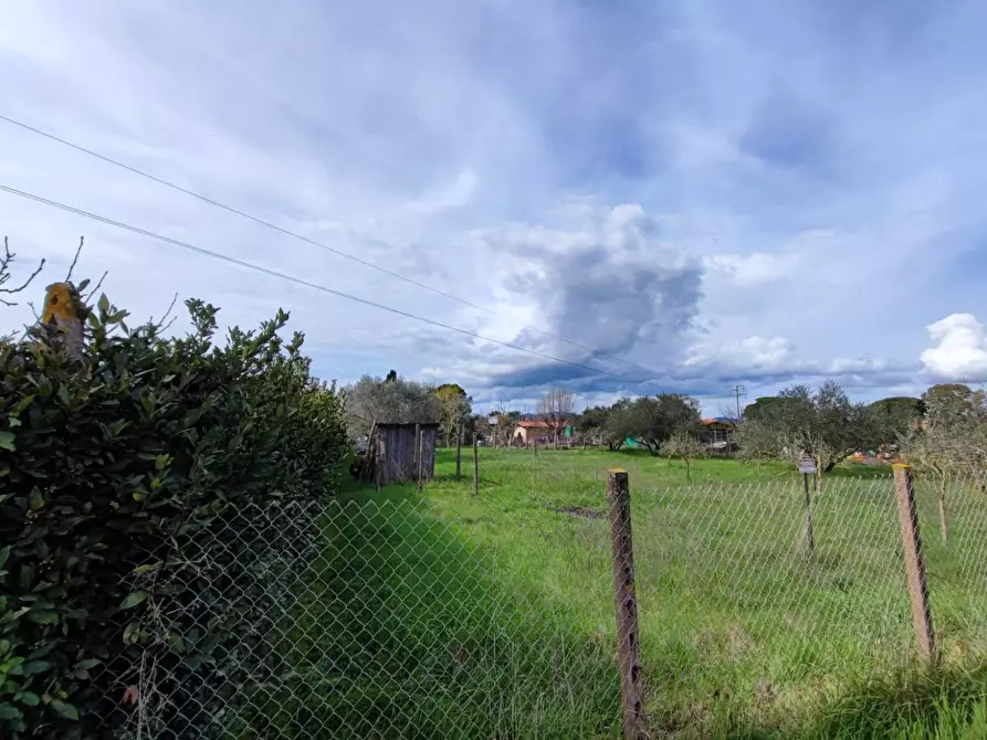 Immagine 3 di Terreno agricolo in vendita  a Grosseto