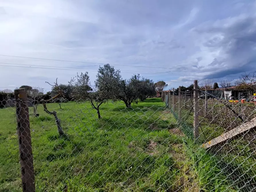 Immagine 4 di Terreno agricolo in vendita  a Grosseto