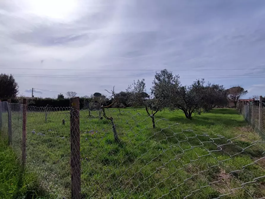 Immagine 6 di Terreno agricolo in vendita  a Grosseto
