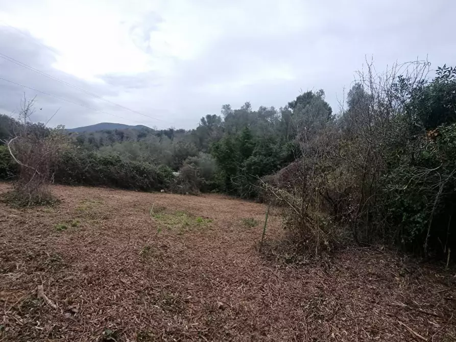 Immagine 5 di Terreno agricolo in vendita  a Livorno