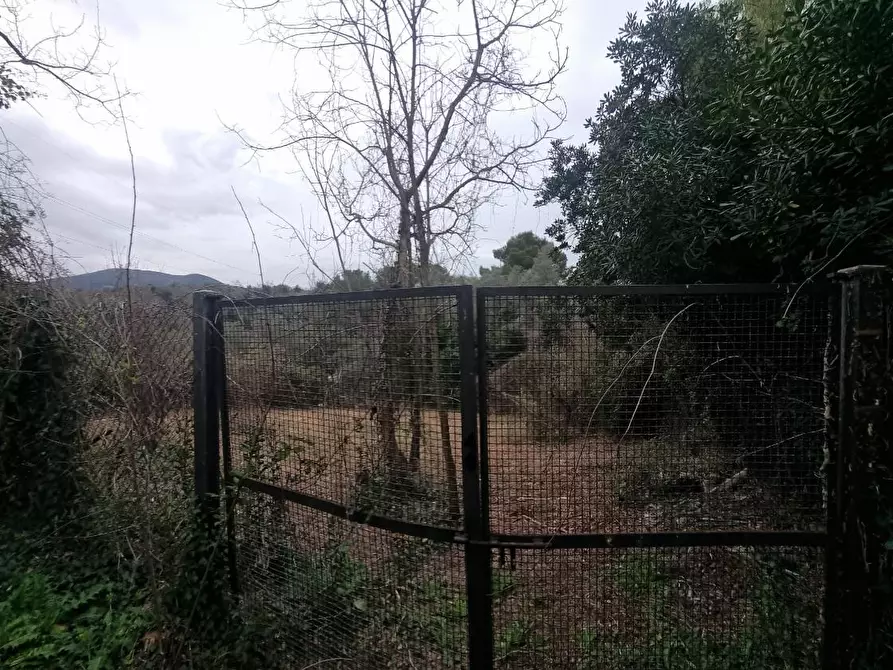 Immagine 3 di Terreno agricolo in vendita  a Livorno