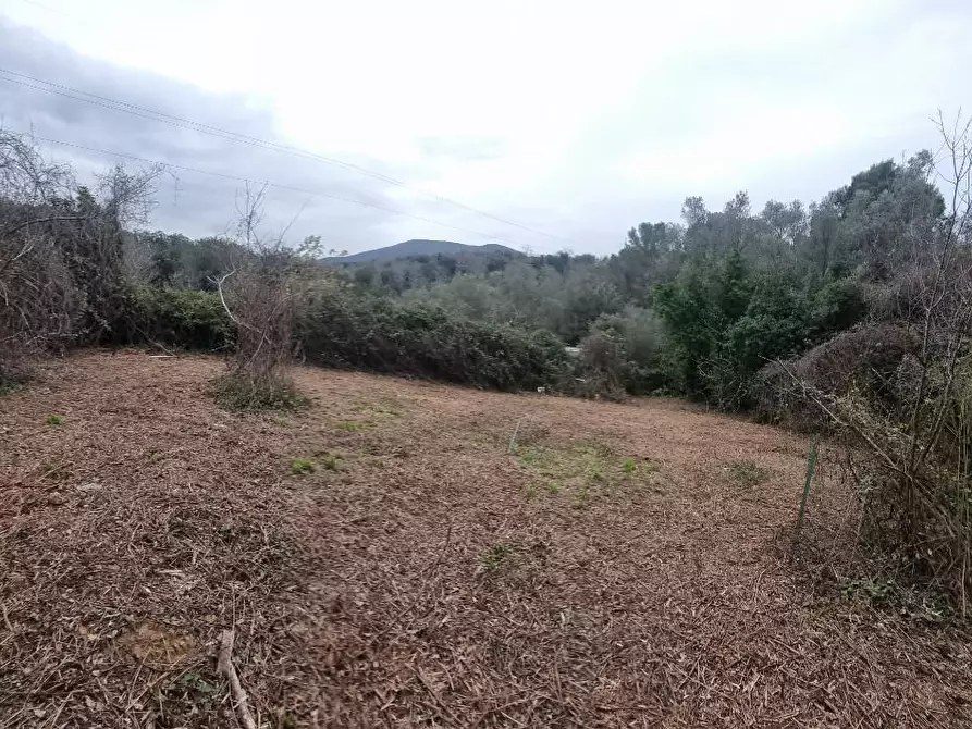 Immagine 6 di Terreno agricolo in vendita  a Livorno