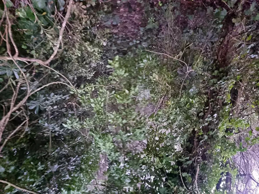 Immagine 13 di Terreno agricolo in vendita  a Livorno