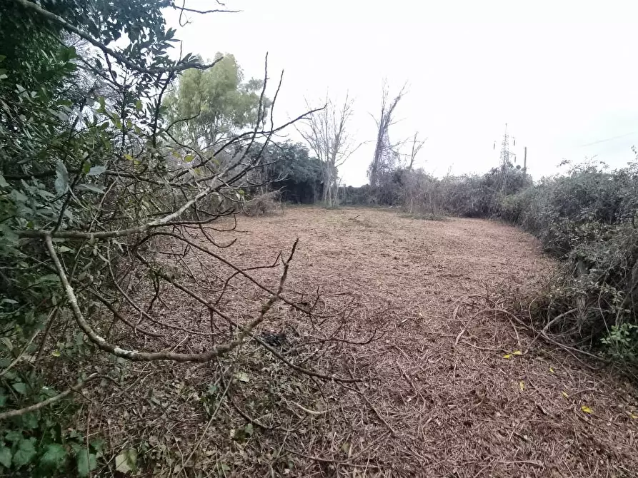 Immagine 16 di Terreno agricolo in vendita  a Livorno