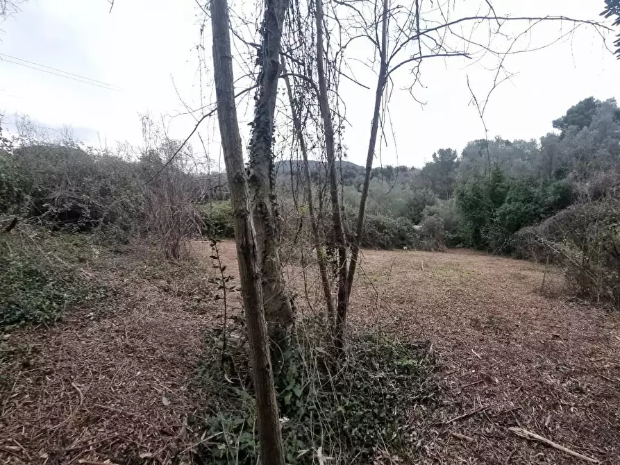 Immagine 19 di Terreno agricolo in vendita  a Livorno