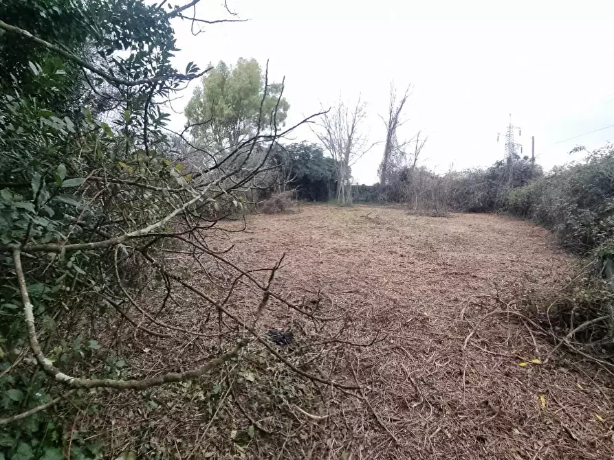 Immagine 17 di Terreno agricolo in vendita  a Livorno