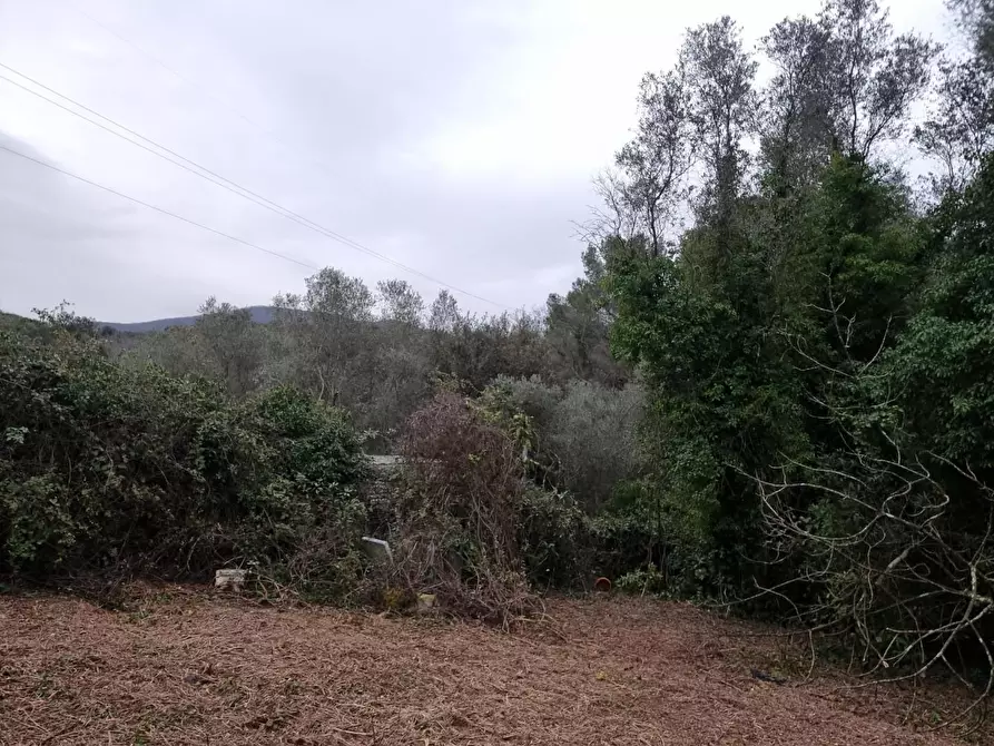 Immagine 10 di Terreno agricolo in vendita  a Livorno