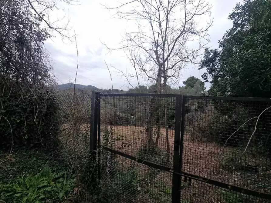 Immagine 4 di Terreno agricolo in vendita  a Livorno