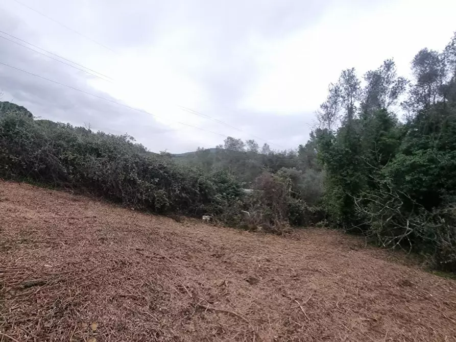 Immagine 12 di Terreno agricolo in vendita  a Livorno