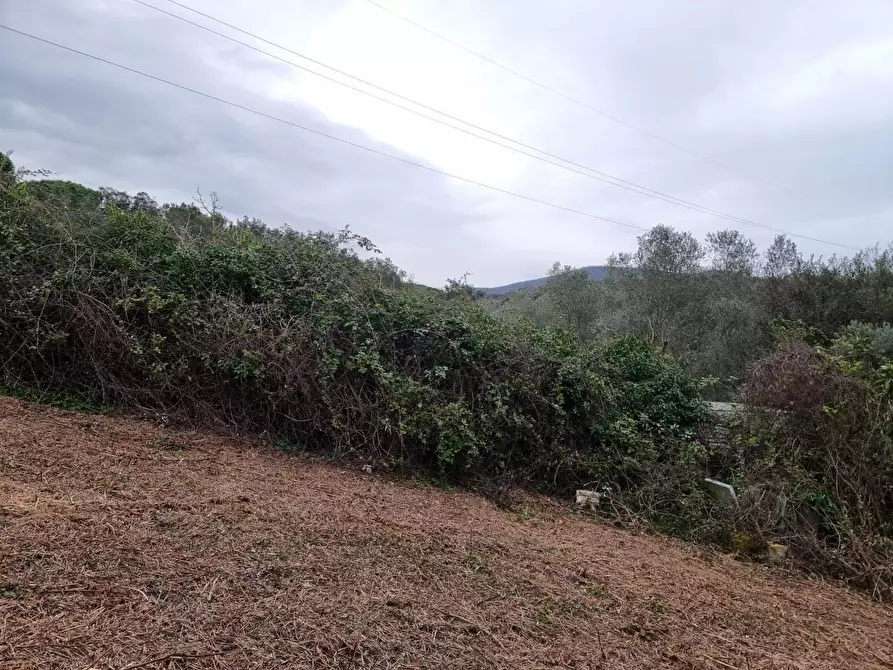 Immagine 11 di Terreno agricolo in vendita  a Livorno