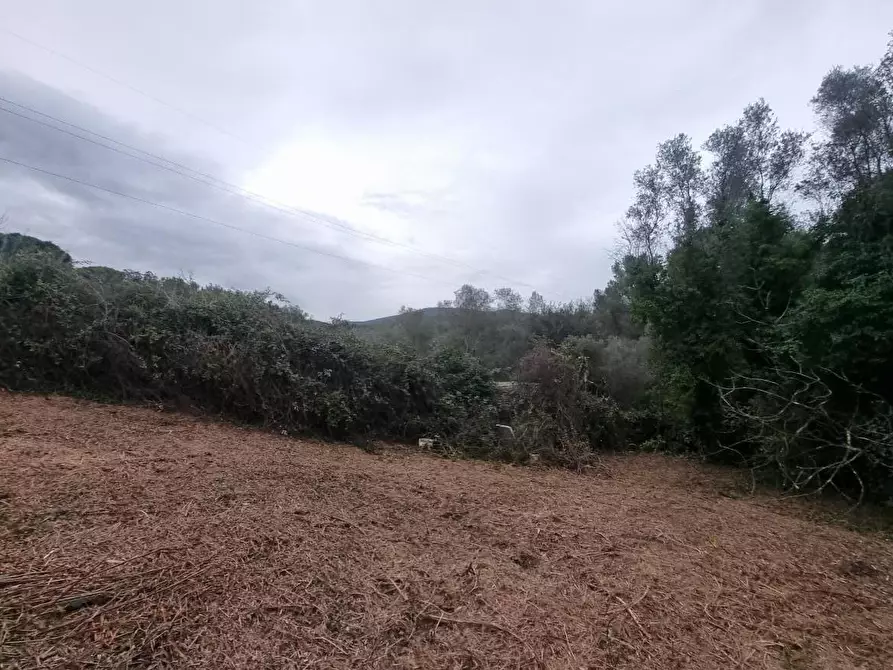 Immagine 9 di Terreno agricolo in vendita  a Livorno