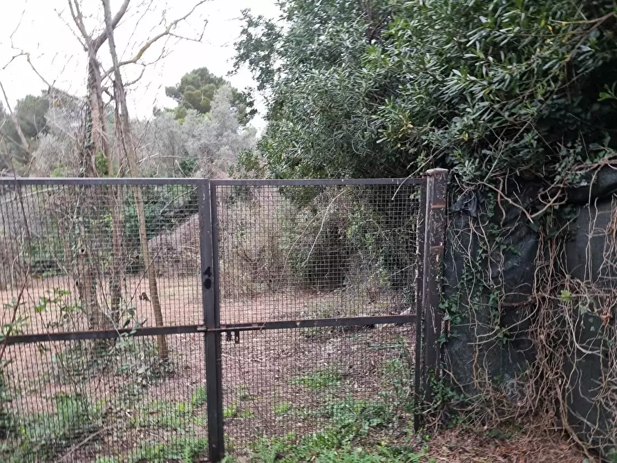 Immagine 2 di Terreno agricolo in vendita  a Livorno