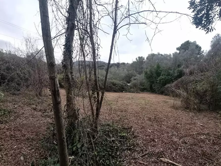 Immagine 18 di Terreno agricolo in vendita  a Livorno
