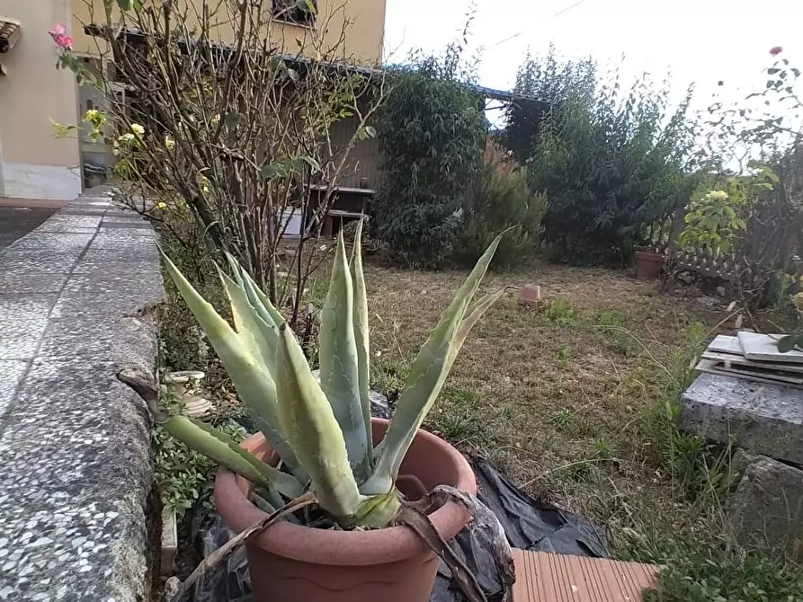 Immagine 2 di Terratetto in vendita  a Ortonovo