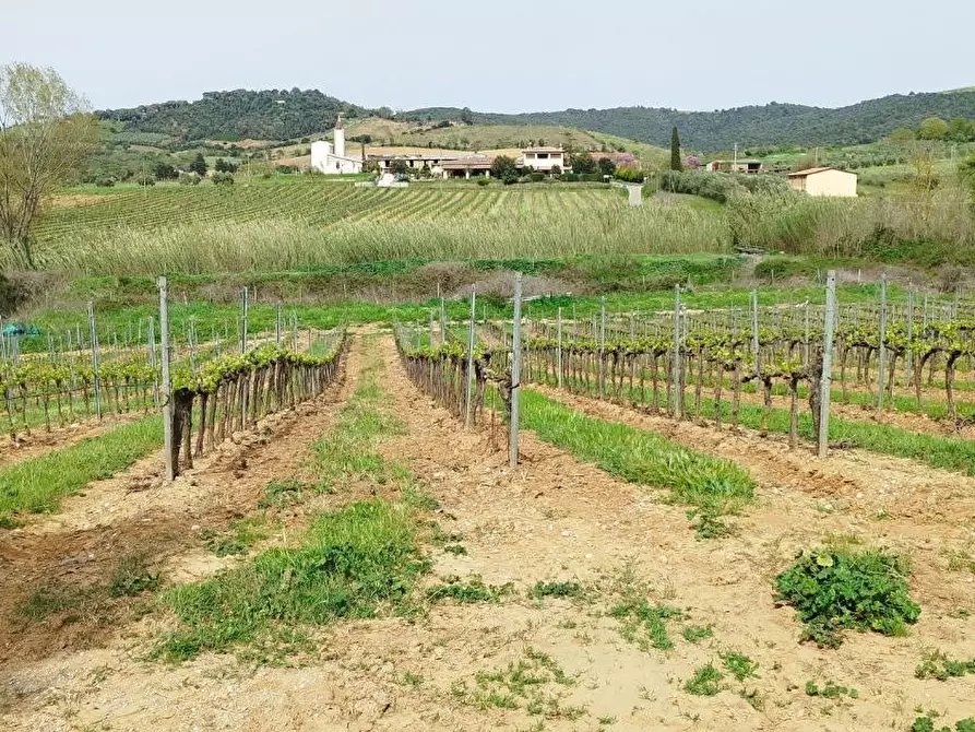 Immagine 1 di Terreno agricolo in vendita  a Magliano In Toscana