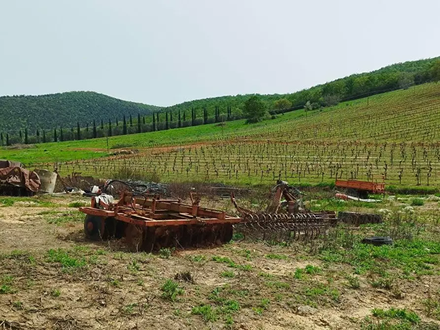 Immagine 12 di Terreno agricolo in vendita  a Magliano In Toscana