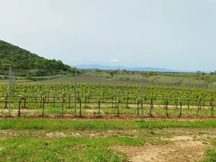 Immagine 10 di Terreno agricolo in vendita  a Magliano In Toscana
