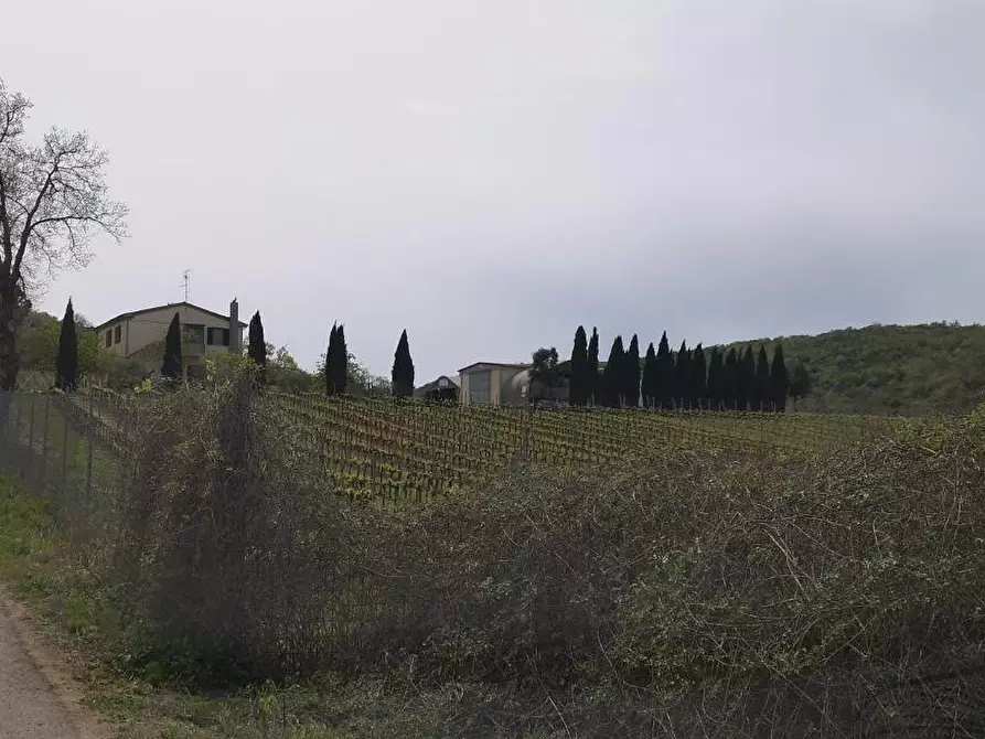 Immagine 5 di Terreno agricolo in vendita  a Magliano In Toscana