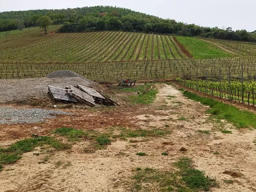 Immagine 1 di Terreno agricolo in vendita  a Magliano In Toscana