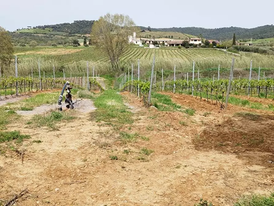Immagine 7 di Terreno agricolo in vendita  a Magliano In Toscana