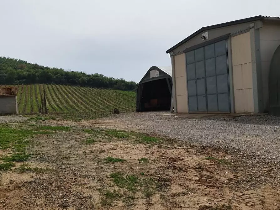 Immagine 25 di Terreno agricolo in vendita  a Magliano In Toscana