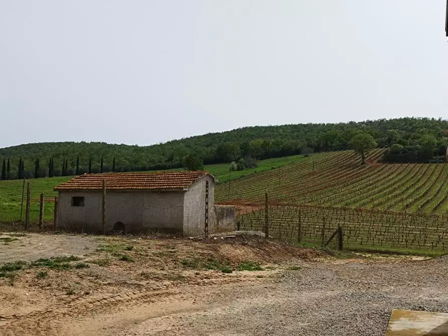 Immagine 23 di Terreno agricolo in vendita  a Magliano In Toscana