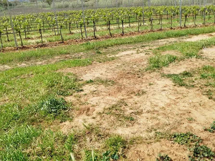 Immagine 9 di Terreno agricolo in vendita  a Magliano In Toscana