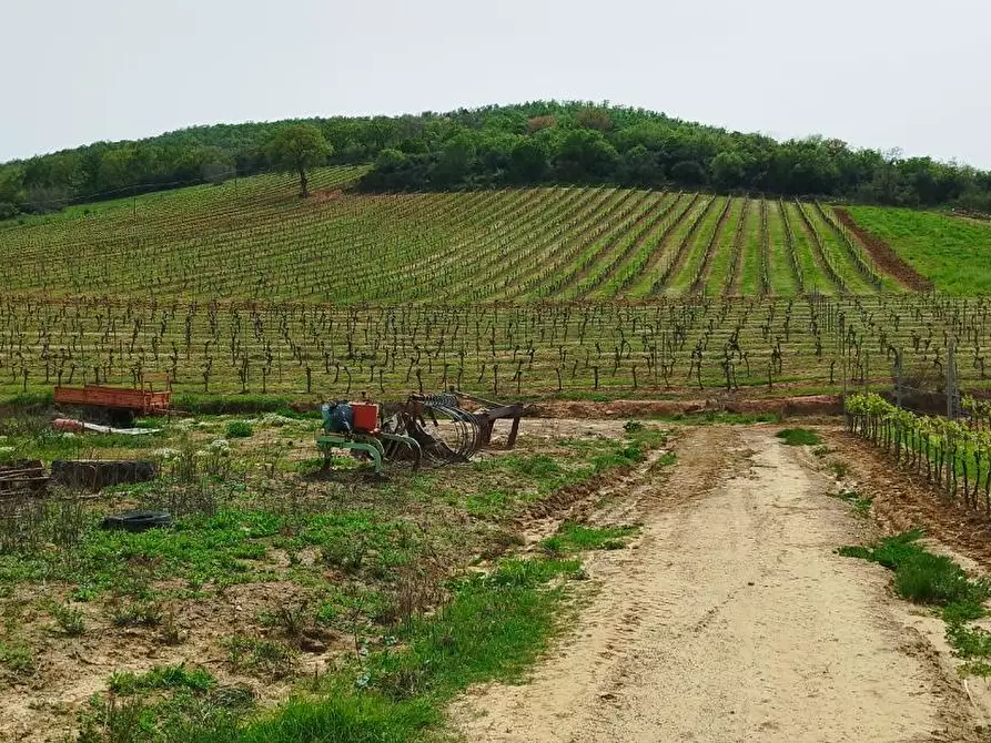 Immagine 13 di Terreno agricolo in vendita  a Magliano In Toscana