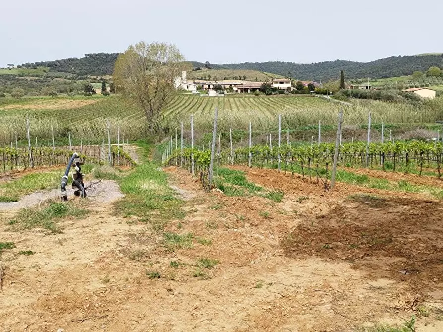 Immagine 8 di Terreno agricolo in vendita  a Magliano In Toscana