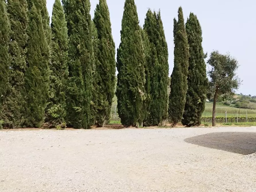 Immagine 6 di Terreno agricolo in vendita  a Magliano In Toscana