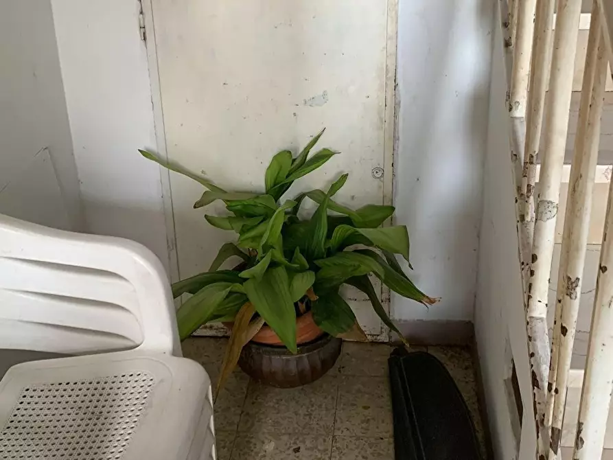 Immagine 13 di Appartamento in vendita  a Capannoli